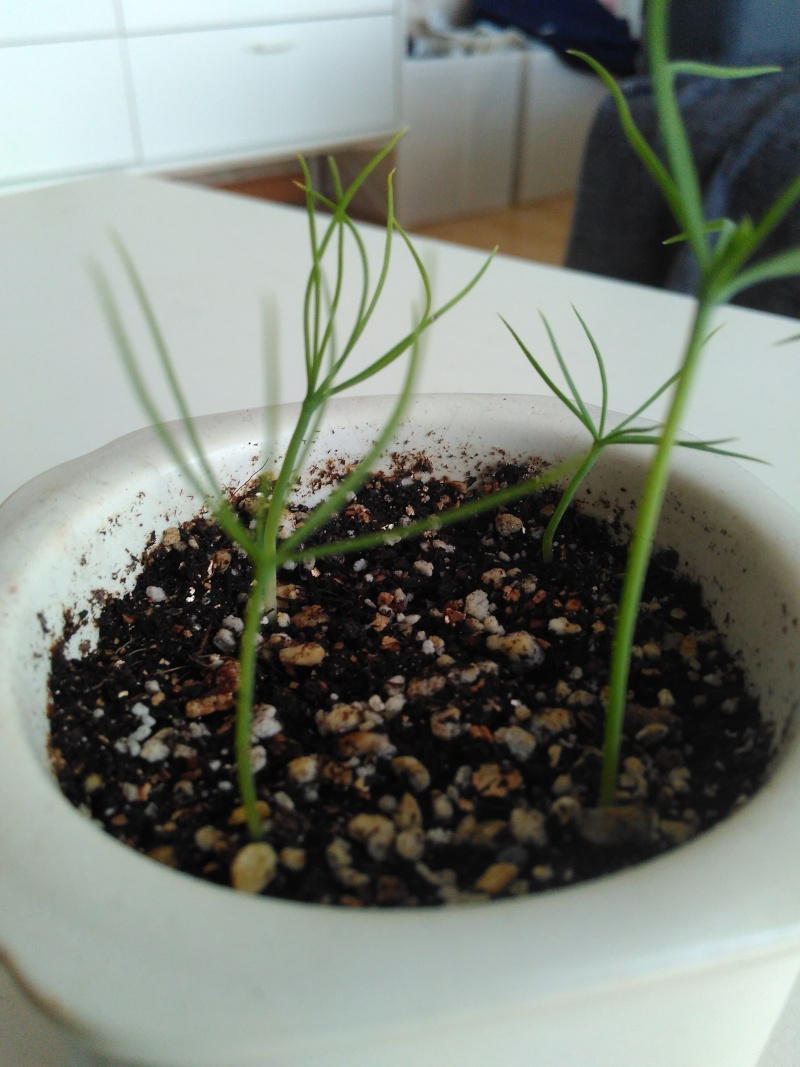 4 germinated Black Pines from seed ... now what?! Img_2011