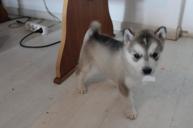 Malamute de l'Alaska Missy10