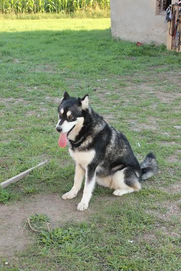 Malamute de l'Alaska Myre10