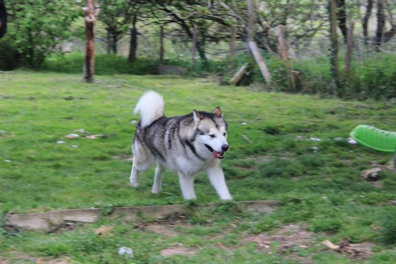 Malamute de l'Alaska Pyre10