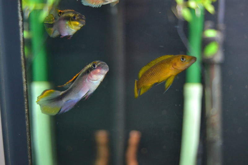 oups je vouler qui soit dans ma presentation aquarium Bloggi21