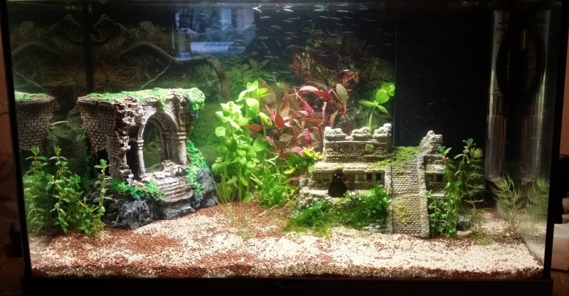 mon aquarium 20160311
