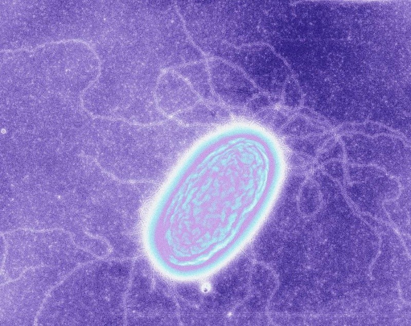 Bacteria que sobrevive solo con electrones Geobac10