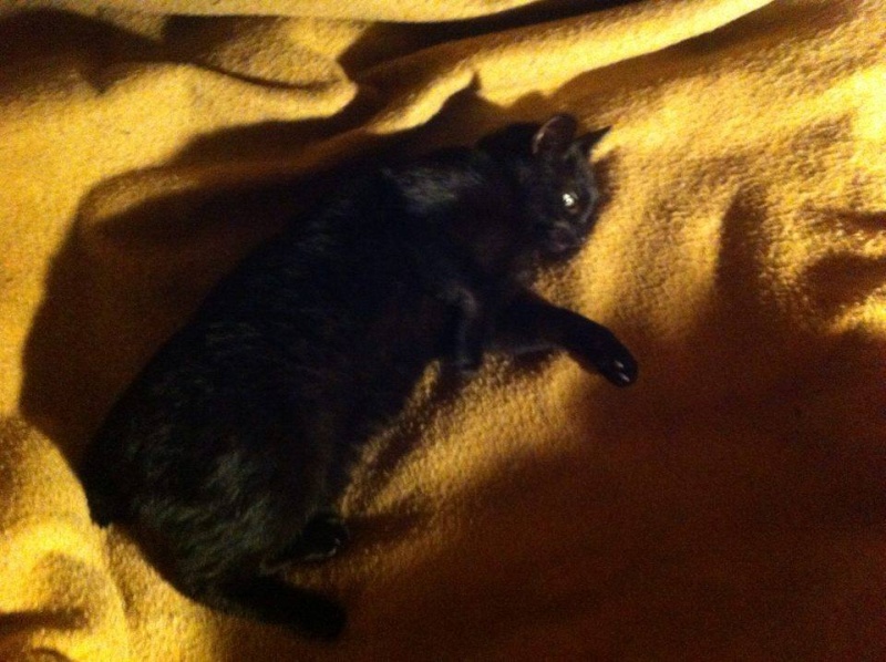 Gus, adorable mâle noir pas banal, né en septembre 2011 12476011
