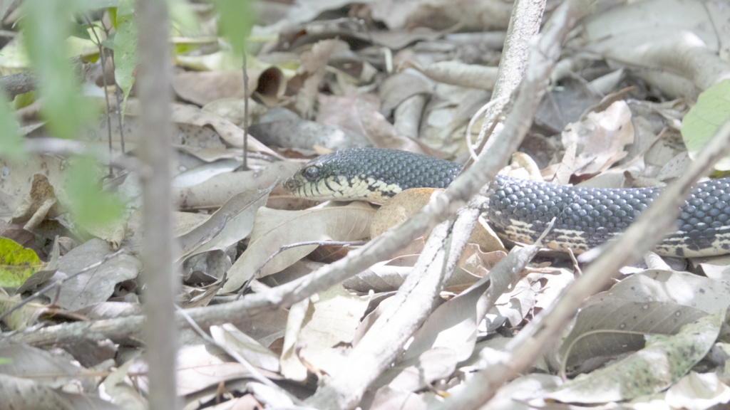 Serpents de Madagascar 2017_m10