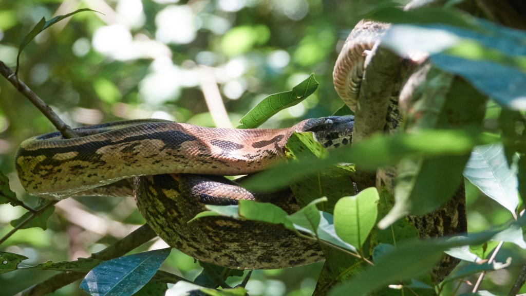 Serpents de Madagascar 2017_m11