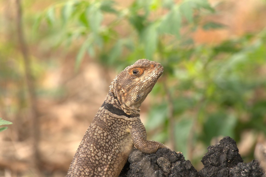 Caméléons de Madagascar 2017_m15