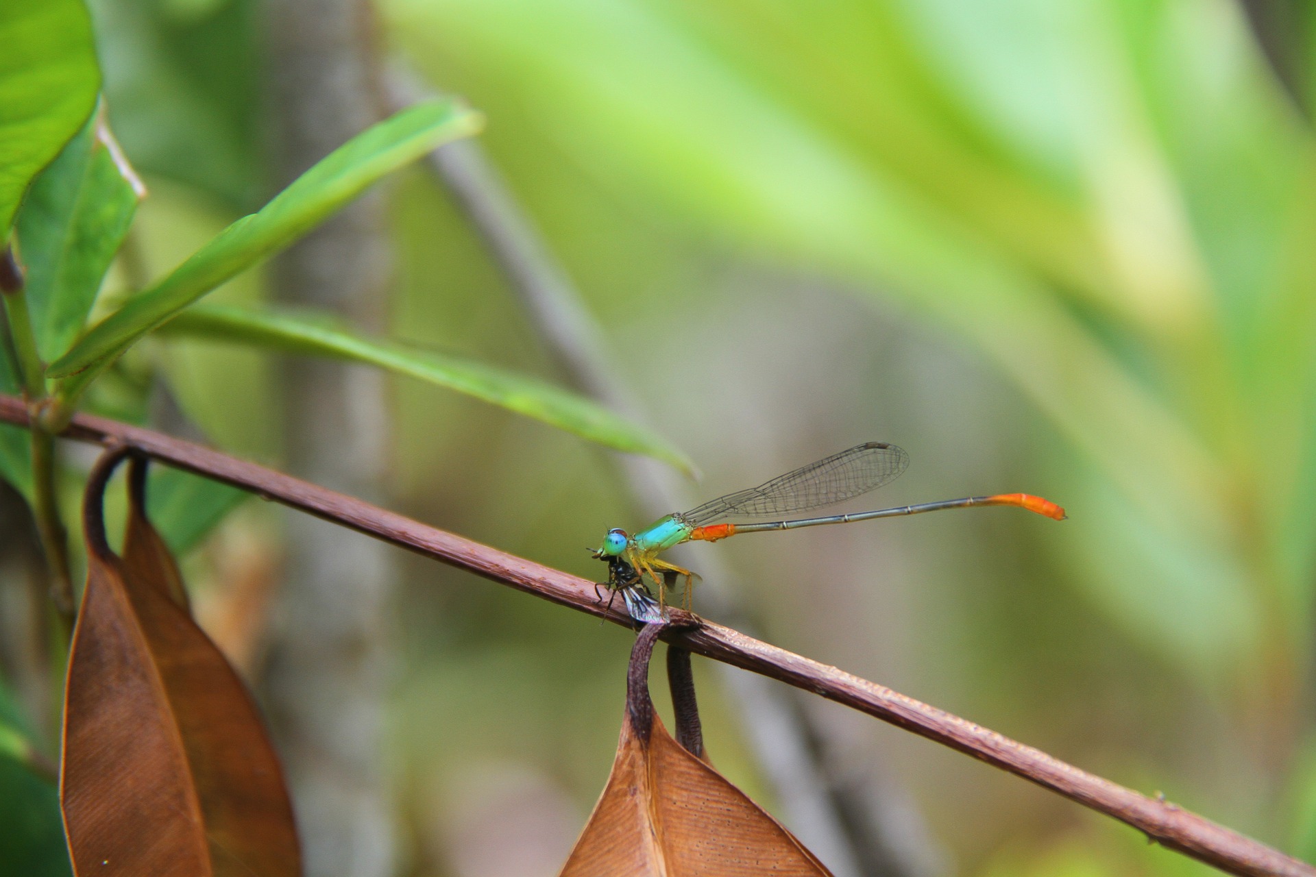 Động vật - Page 2 Insect14