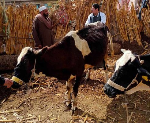 قافلة بيطرية إرشادية علاجية بقرية منشية الزعفران بأبوقرقاص Aaao725