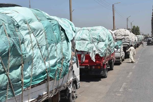 حافظة المنيا تقترب من تحقيق المستهدف من توريد محصول القمح والشون والصوامع تستقبل 440 ألف طن Aaay39