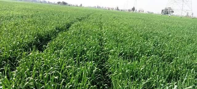زراعة الشرقية تُنفذ يوم حقلي إرشادي عن محصول القمح لمزارعي  الزقازيق Aio636