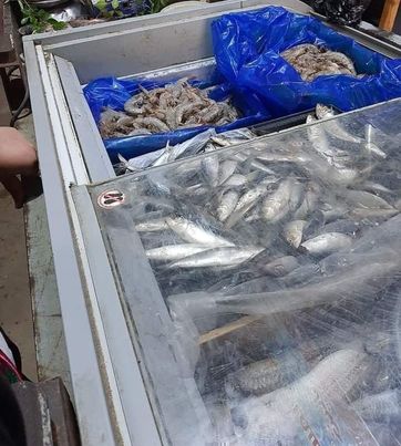 ضبط ١٧٣ كجم  لحوم مذبوحة خارج السلخانة و لحوم وأسماك مجمدة غير صالحة للاستخدام الآدمي وإعدام ١٣٥كجم مواد غذائية  بالسادات Ao207