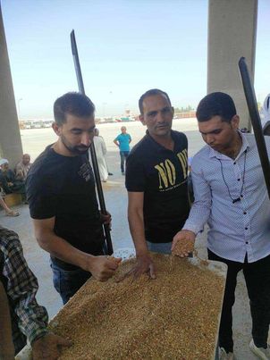 توريد 17 ألف طن من محصول القمح بالشون والصوامع الحكومية بمراكز المنيا Oioyc11