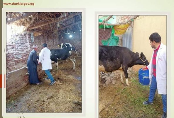 محافظ الشرقية - ضرورة الاهتمام بالثروة الحيوانية و توفير أوجه الدعم والرعاية البيطرية لوقايتها من الأمراض Ooo43