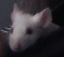 New to Mice April_11