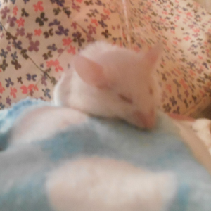 I miss my mouse terribly April_14