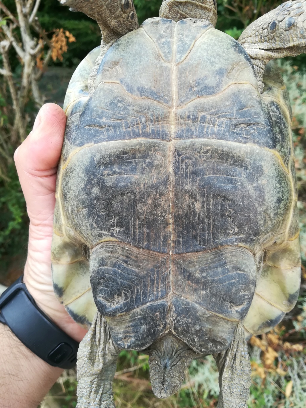 identification de ma tortue Img_2017