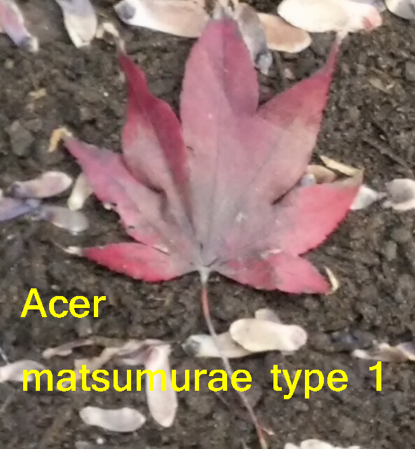 WANTED: SEEDS FOR TRADE Acer_m11