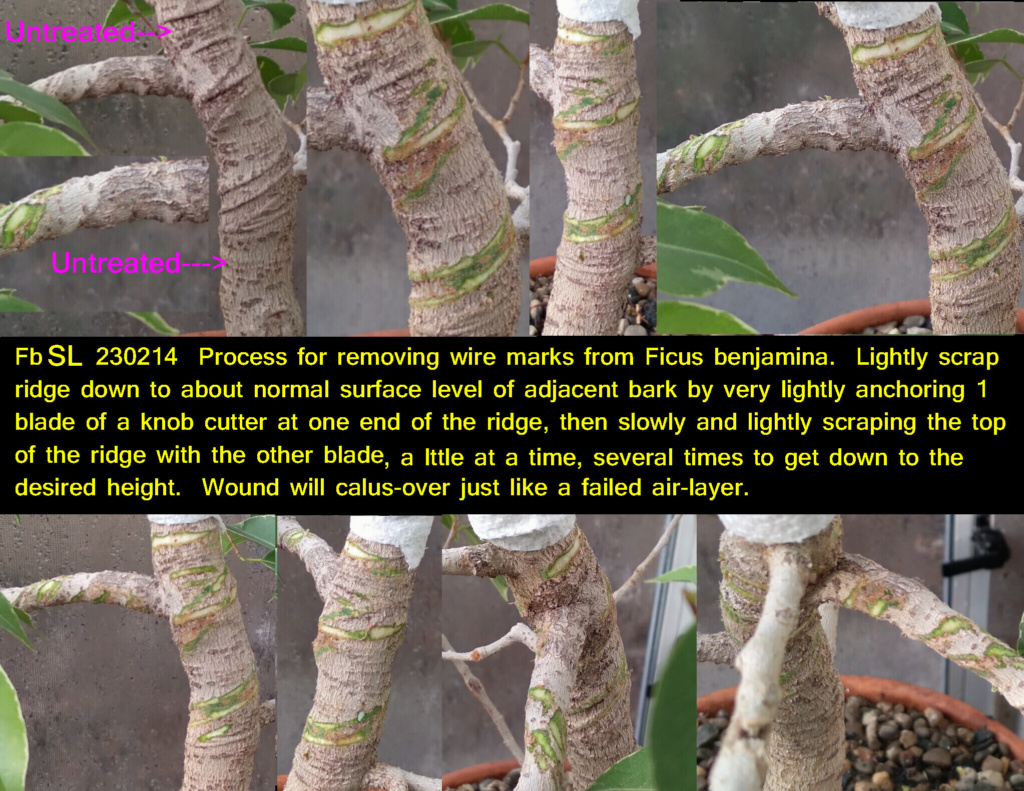 Wire mark removal from Ficus benjamina, and other trees with similar bark... Ficus_11