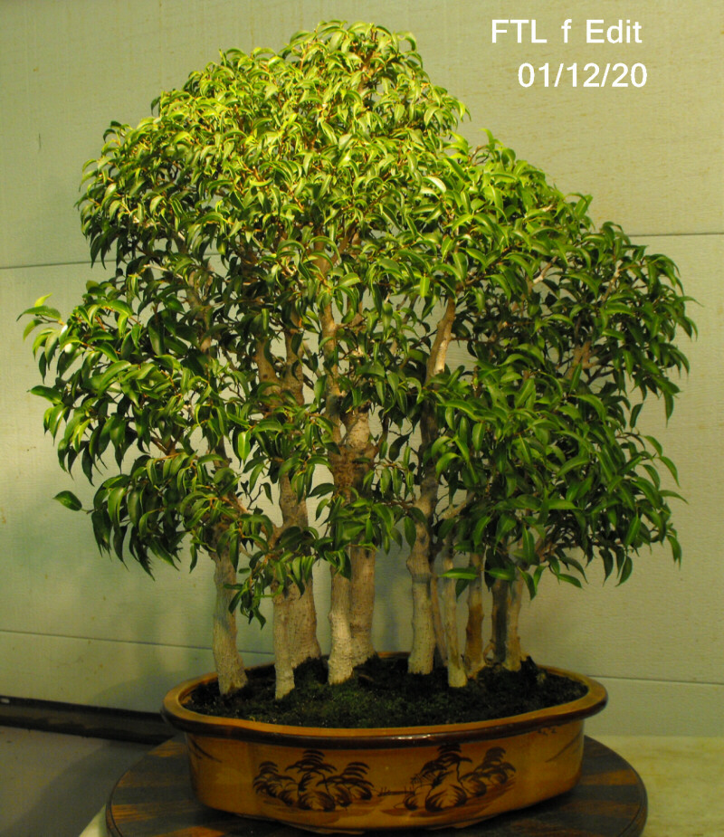 Rare species of bonsai - Page 5 Ftlf_210