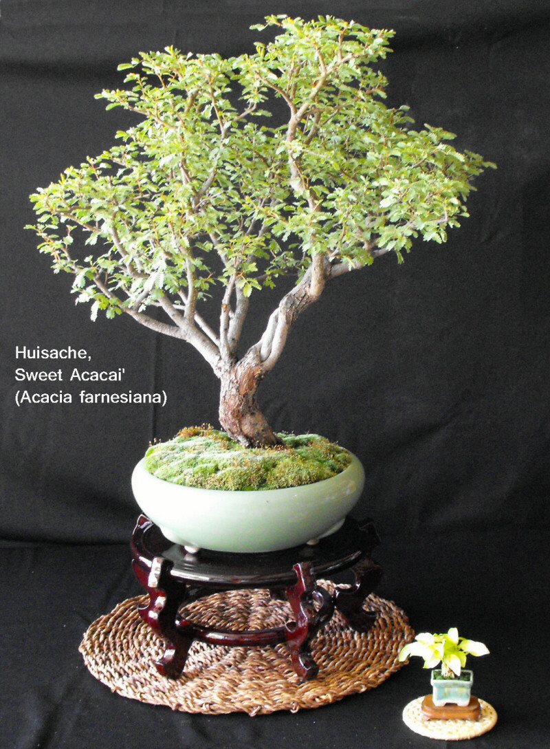 Rare species of bonsai - Page 5 Hu_17010