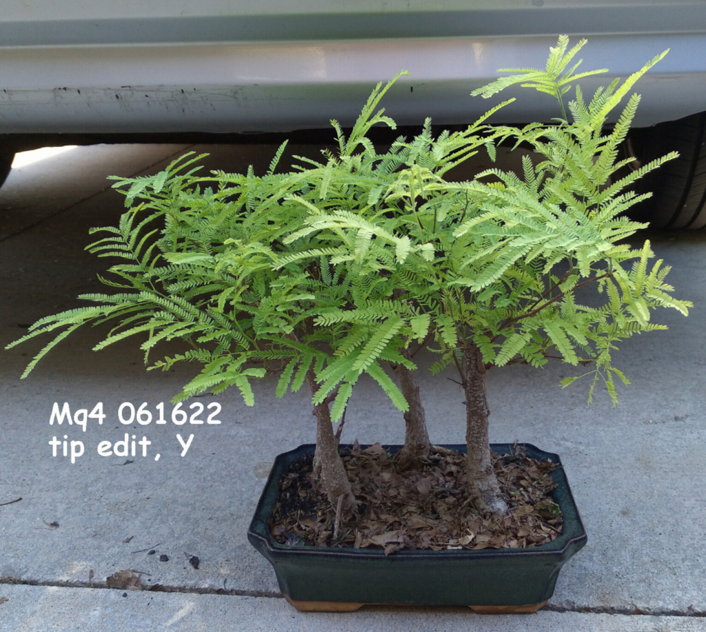 Rare species of bonsai - Page 5 Mq4_g_10