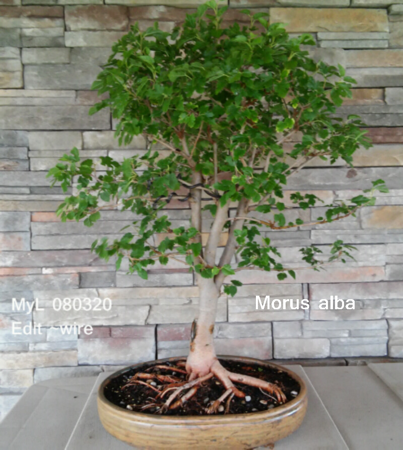 Rare species of bonsai - Page 5 My_l_010