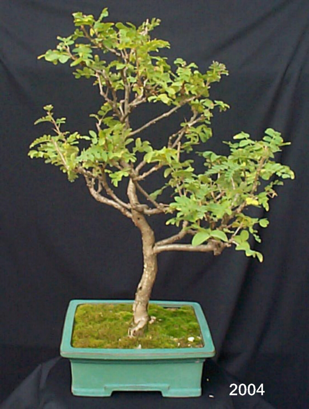 Rare species of bonsai - Page 5 Sp_20010