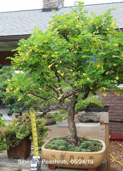 Rare species of bonsai - Page 5 Sp_20111