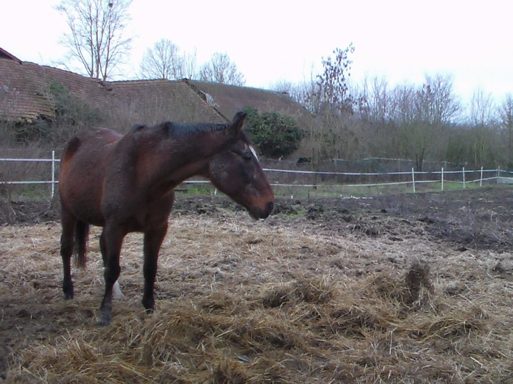 JEDHAI  - TF né en 1997 - adopté en juin 2009 par Karl Jedhai10