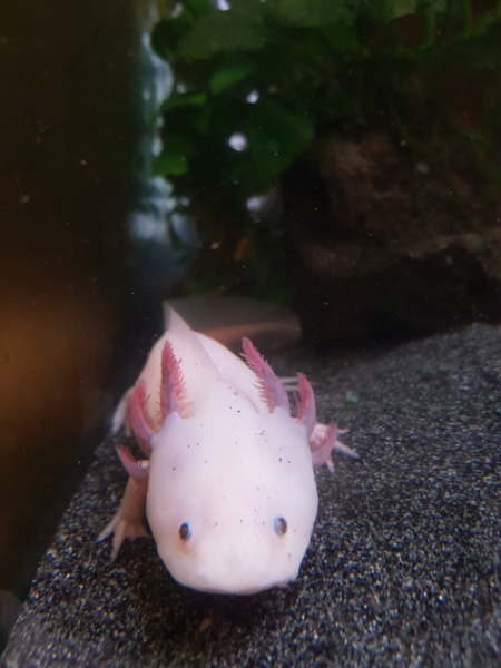 DONNE - [DONNE] Axolotl femelle [92] 20190111