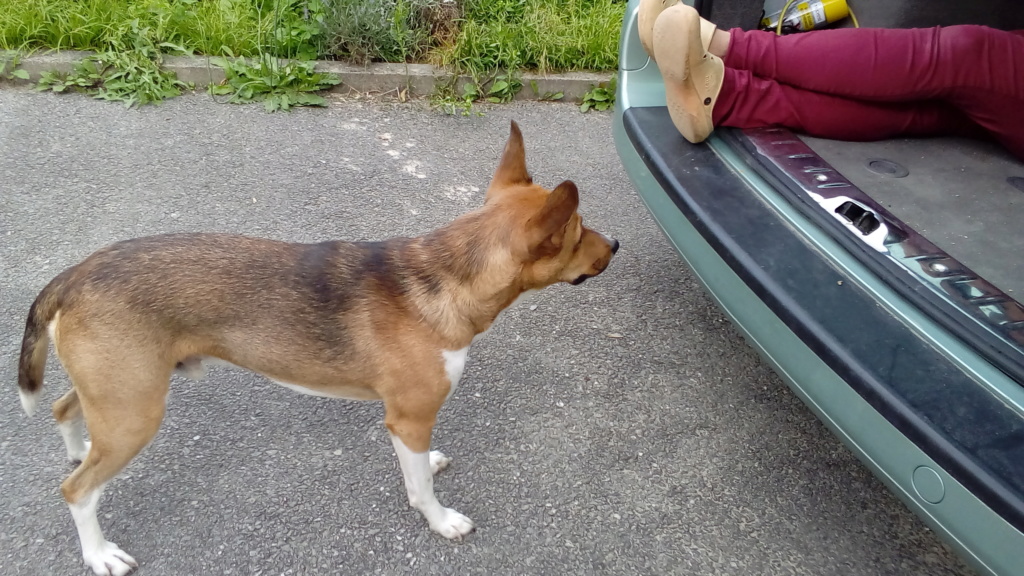 Adoption de Houdji 20190611