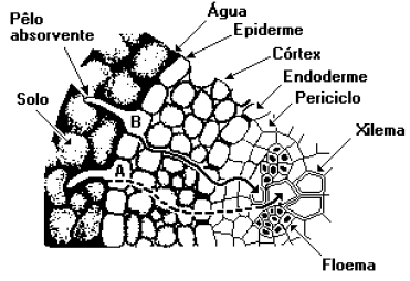 botanica uel Oq13