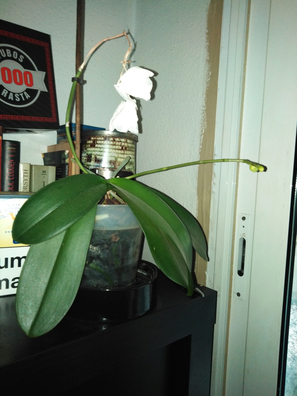 Orquídeas  15764210