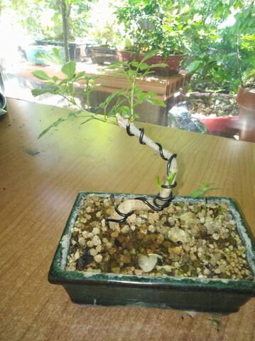 FRESNO BONSAI 20190427