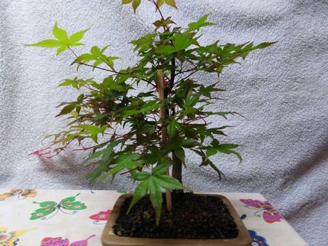 ARCE PALMATUM DESHOJO 20190531