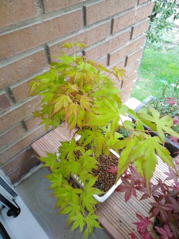 ARCE PALMATUM KATSURA 20190558