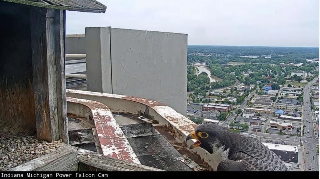 Fort Wayne falcon cam - Pagina 4 08-06-10