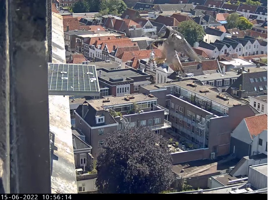 Amersfoort/OLV toren. 2021/2022 - Pagina 6 A_foor64