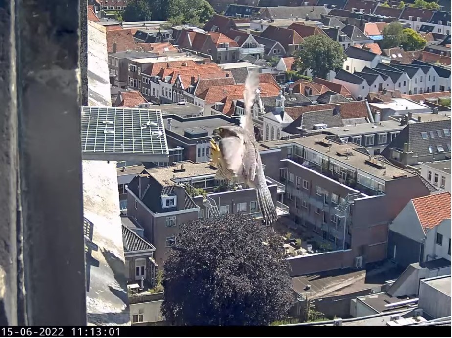 Amersfoort/OLV toren. 2021/2022 - Pagina 6 A_foor65