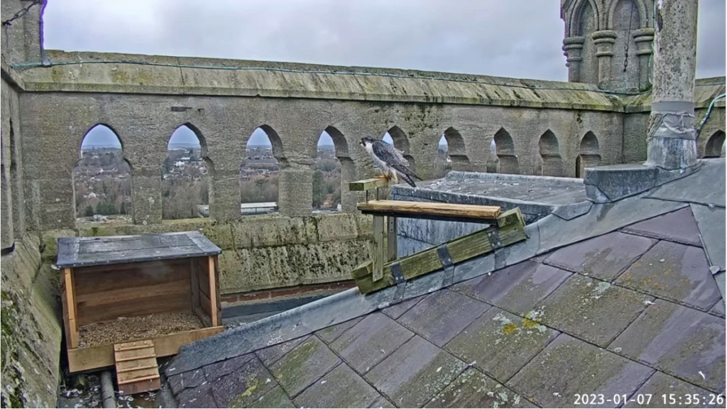 Andover Peregrines. Andov481