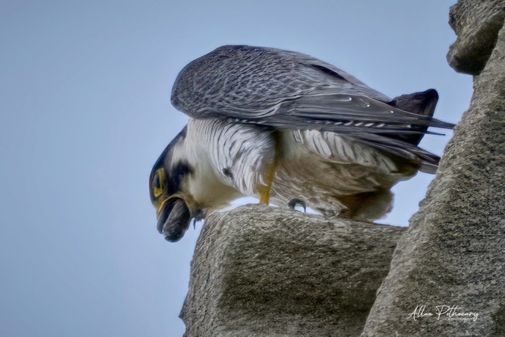 Andover Peregrines. - Pagina 6 Andov655