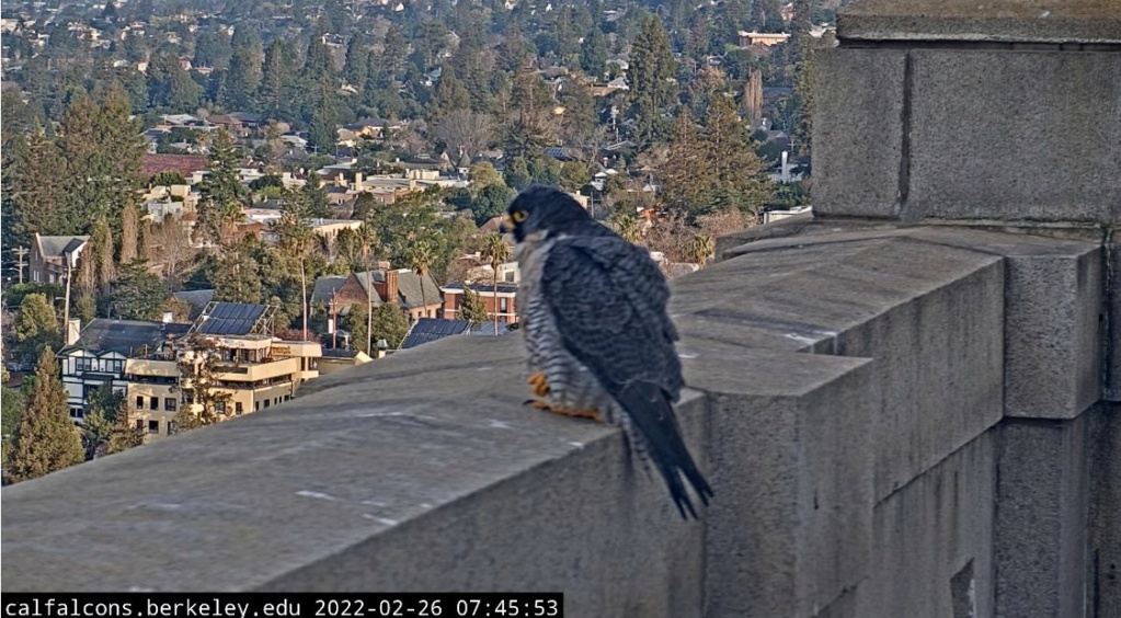 Berkeley Cal Falcons Berkel16