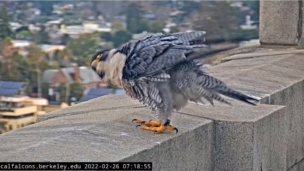 Berkeley Cal Falcons Berkel17