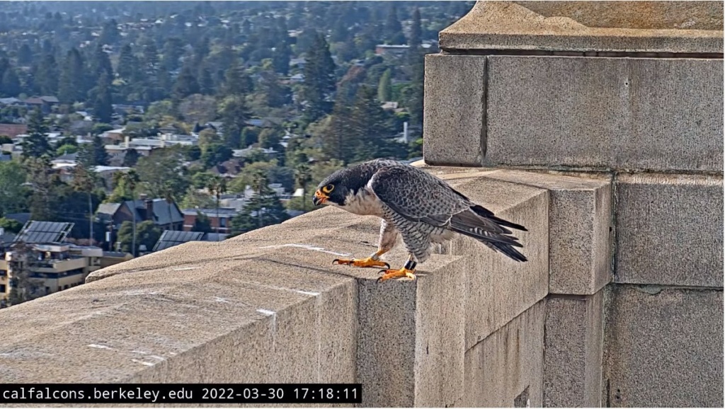 Berkeley Cal Falcons - Pagina 2 Berkel20