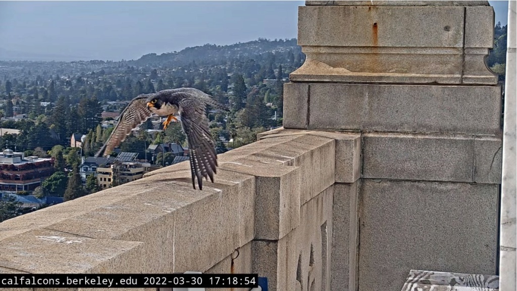 Berkeley Cal Falcons - Pagina 2 Berkel21