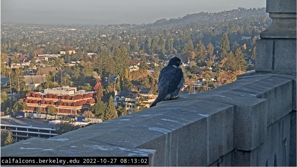 Berkeley Cal Falcons - Pagina 4 Berkel32
