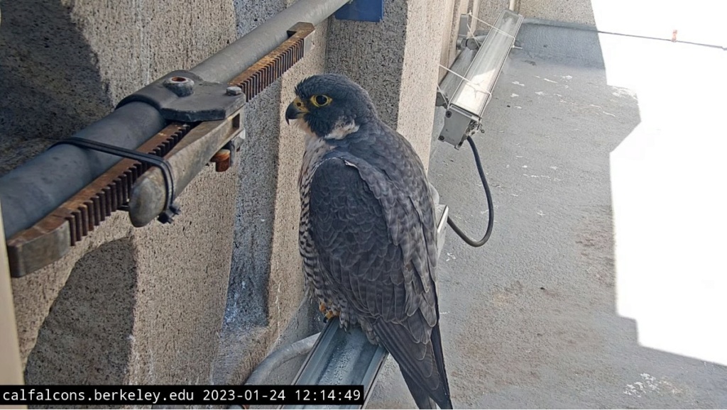 Berkeley Cal Falcons Berkel37