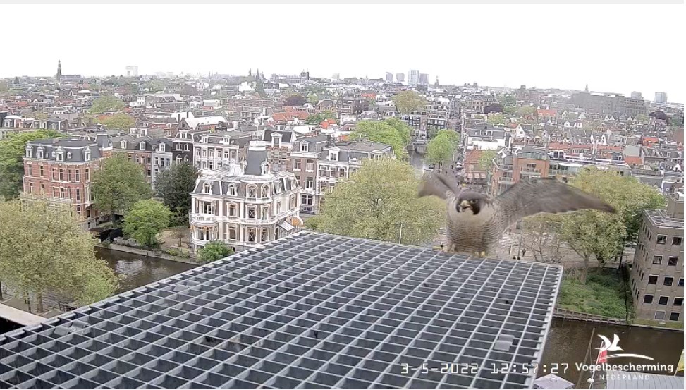 Amsterdam/Rijksmuseum screenshots © Beleef de Lente/Vogelbescherming Nederland - Pagina 29 Bve_0311