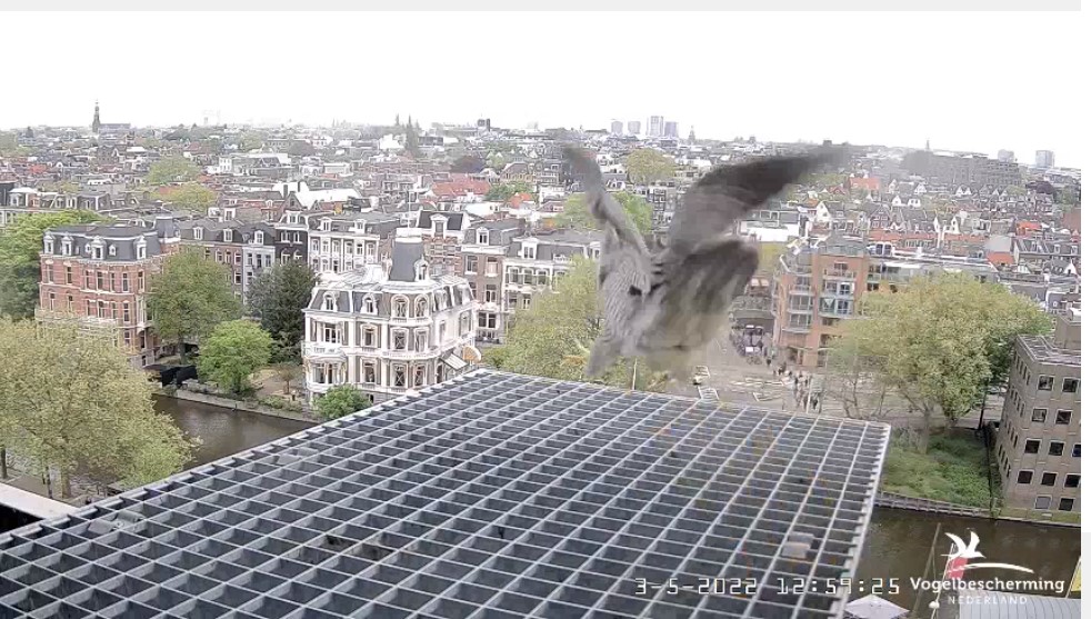 Amsterdam/Rijksmuseum screenshots © Beleef de Lente/Vogelbescherming Nederland - Pagina 29 Bve_0313